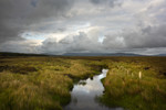 Irish Peatland