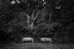 Benches in the park,