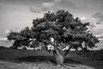 Lovely tree - Lemele